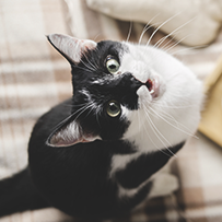 18/08 Gato