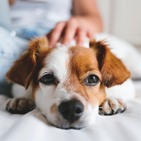 25/08  Cão